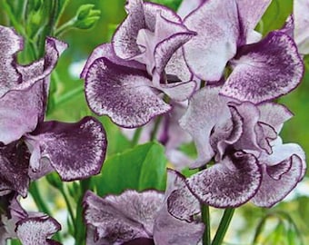 50 Nimbus Sweet Pea Seeds for Garden Planting Lathyrus odoratus Soft Lavender Flower