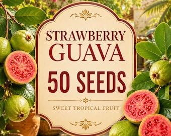 Jordgubbsguavafrön (Psidium cattleianum), 50 tropiska fruktträdsfrön