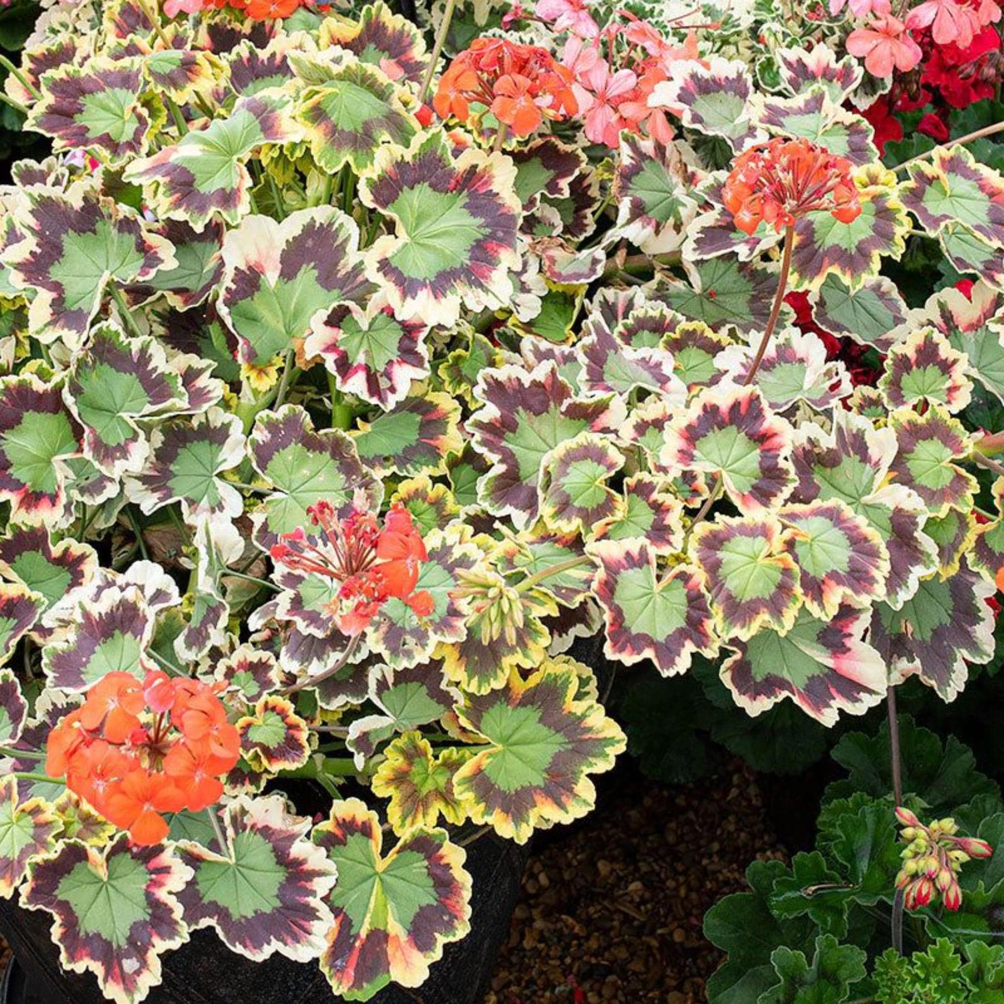 bienenweide saatgut Honigpflanzen-Bienenweide mehrjährig – LaCaTho GmbH main image 1