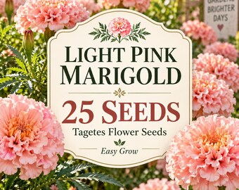 Light Pink Marigold Seeds, Ruffled Tagetes Blooms, Easy Grow Garden Flowers (25 Seeds)