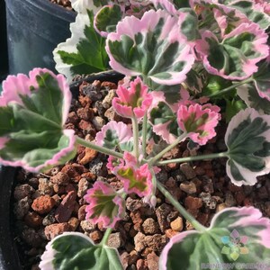 25 Ice Queen Geranium Seeds for Garden Planting Elegant Pale Blooms Ornamental Geranium Flower