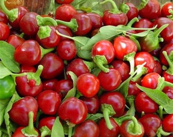 15 Red Hot Cherry Pepper Seeds Primenta Cherry Pepper Non-GMO Capsicum annuum Garden