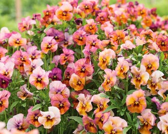 200 Nature Antique Shades Pansy Seeds for Garden Planting Viola Flower Vintage Season Blooms