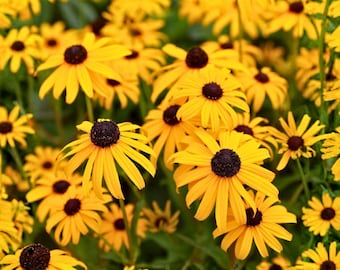 200 Little Goldstar Rudbeckia Seeds for Garden Planting Rudbeckia hirta Compact Golden Yellow Flower