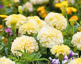 25 Moonlight Marigold Seeds for Garden Planting Tagetes Flower Seeds Easy Grow Annual Flowers