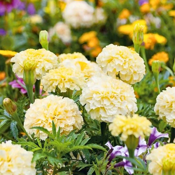 25 Moonlight Marigold Seeds for Garden Planting Tagetes Flower Seeds Easy Grow Annual Flowers