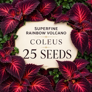 Semi di Coleus Rainbow Volcano superfini / Pianta ornamentale a fogliame verde lime, rosso bordeaux