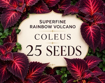 Superfine Rainbow Volcano Coleus Seeds | Burgundy Red Lime Green Foliage Ornamental Plant
