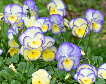 100 Etain Pansy Seeds for Garden Planting Viola Flower Soft Yellow Lavender Season Blooms