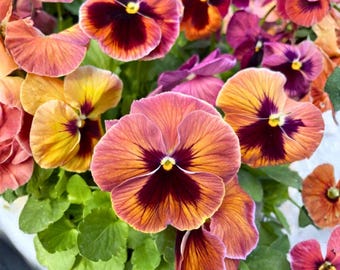 200 Matrix Sunrise Pansy Seeds for Garden Planting Viola Flower Orange Yellow Season Blooms