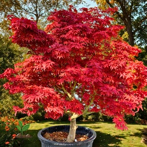 May include: A Japanese maple tree with striking red leaves, planted in a black pot. The tree's foliage is dense and deeply lobed, displaying a vivid crimson hue. The trunk is light brown, with a backdrop of green grass and other trees.