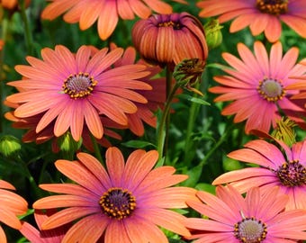200 Purple & Orange Cape Daisy Seeds for Garden Planting Vibrant Bicolor Blooms Ornamental Osteospermum