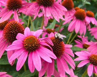 200 graines d'échinacée rose pour la plantation de fleurs d'échinacée dans le jardin, fleurs d'été roses classiques