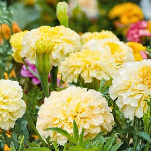 May include: Close-up of a cluster of marigold flowers in various stages of bloom. The flowers are a creamy yellow color with ruffled petals. Green stems and leaves provide a contrasting backdrop. The image is well-lit and shows the flowers in detail.
