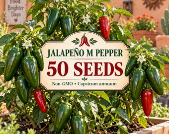 50 Jalapeño M Pepper Seeds, Non-GMO Capsicum annuum, Hot Vegetable Garden Seeds