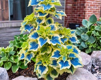 25+ Blue Coleus Seeds | Bold Foliage Easy Grow Plant - Etsy
