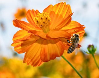 200 Sulphur Orange Cosmos Seeds for Garden Planting Bright sulphureus Ornamental Flower