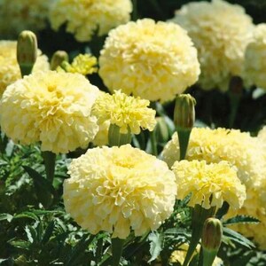 May include: Close-up of several bright yellow marigold flowers in full bloom. The flowers have a dense, layered petal structure and are surrounded by green foliage. Some buds are also visible.
