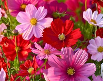 200 Sensation Mix Cosmos Seeds for Garden Planting Colorful Tall Flowers Ornamental Annual Flower