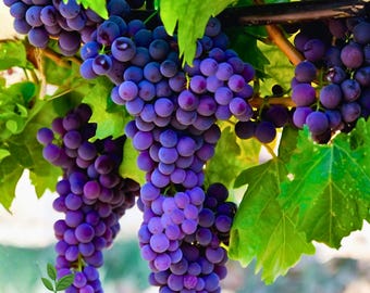 30 semillas de uva morada / Uvas de mesa dulces y jugosas / Para plantar en viñedos y jardines / Sin OMG
