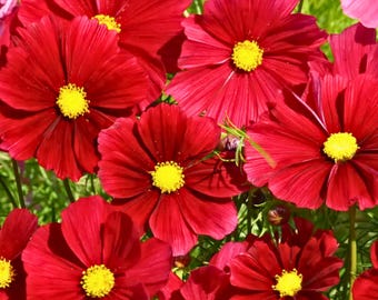 200 Dazzler Cosmos Seeds for Garden Planting Bright Pink Classic Cosmos Flowers Ornamental Annual