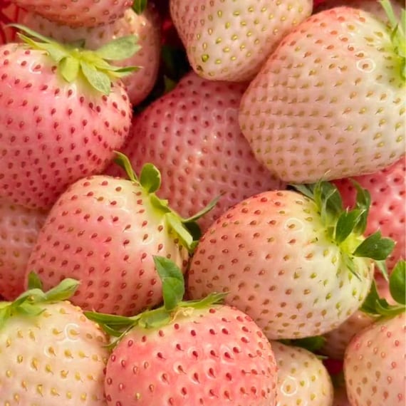 200 Rare Milk Strawberry Seeds – Unique White Strawberry – Non-GMO Perennial Fruit Plant