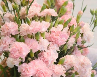 200 Garden Pink Carnation Seeds for Garden Planting Classic Ruffled Blooms Ornamental Dianthus Flower