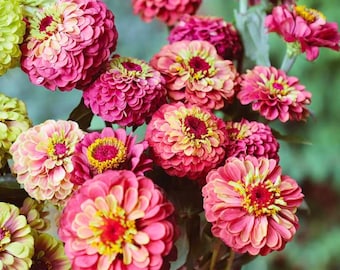 100 Queen Lime Red Zinnia Seeds for Garden Planting Unique Blooms Ornamental Zinnia