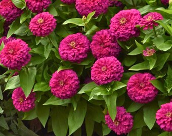 100 Lilliput Purple Zinnia Seeds for Garden Planting Zinnia elegans Dwarf Flower