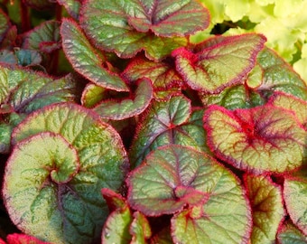 25 Curly Fireflush Begonia Seeds for Garden Planting Ruffled Foliage & Bright Blooms Ornamental Begonia