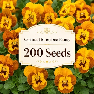 Corina Honeybee Pansy Seeds | Yellow Viola Flowers, Moderate Season Garden Border Container Seeds