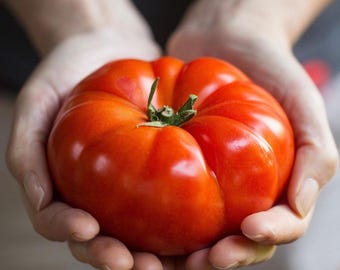 100 Heirloom Mortgage Lifter Tomato Seeds Non-GMO Large Tomato Variety Garden Vegetable Seeds