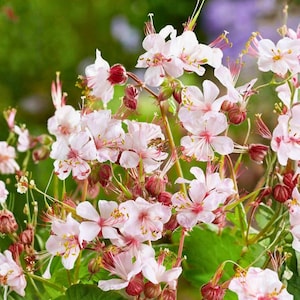 Hardy Geranium Seeds - Etsy