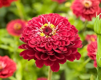 100 Benary Giant Scarlet Zinnia Seeds for Garden Planting elegans Large Scarlet Red Flower