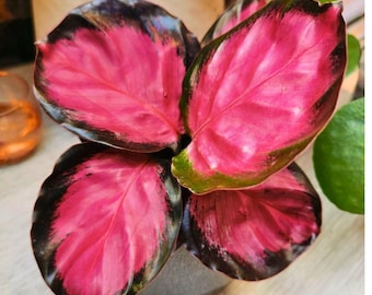 25 semillas de Calathea rosada para plantar en interiores o exteriores. Planta ornamental de follaje. Calathea.