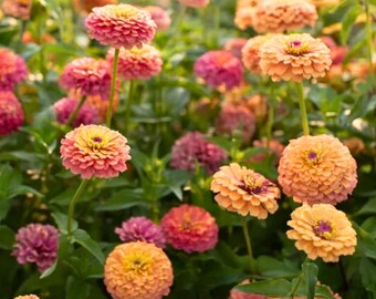 May include: A field of vibrant zinnia flowers in shades of pink, orange, and yellow. The flowers have layered petals and are surrounded by green foliage. The image captures a sunny, natural scene, perfect for garden or floral themes.