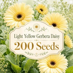 200 lichtgele gerberazaadjes | Sierbloemen voor in de tuin