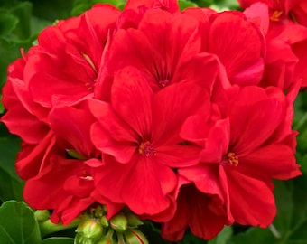 25 Calliope Dark Red Geranium Seeds Rich Crimson Blooms Easy Garden & Container Flowers