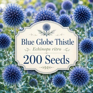 Semi di cardo blu globoso / Echinops ritro Fiore ornamentale / 200 semi