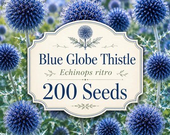 Semillas de cardo azul (Echinops ritro), flor ornamental / 200 semillas