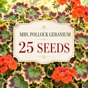 Mrs. Pollock Geranium Seeds, Tricolor Foliage, Red Flowers, Ornamental Garden Plant