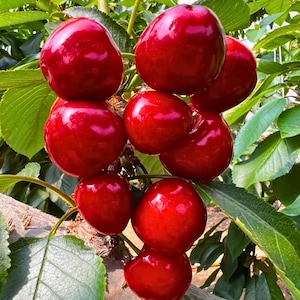May include: A cluster of ripe, glossy red cherries hanging from a tree branch. The cherries are a deep, vibrant red color, with a smooth, reflective surface. Green leaves surround the cherries, creating a natural backdrop. The image showcases fresh fruit.