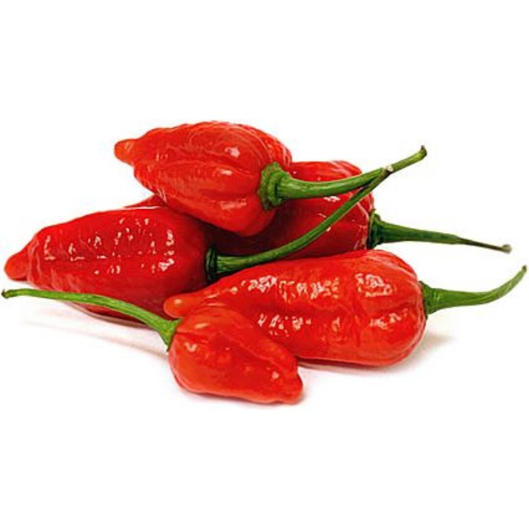 25 Ghost Pepper Seeds Bhut Jolokia Non-gmo Super Hot Chili Pepper ...