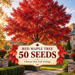 Semillas de arce rojo (Acer rubrum), 50 semillas, árbol ornamental de sombra con follaje otoñal vibrante.