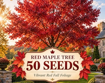 Semillas de arce rojo (Acer rubrum), 50 semillas, árbol ornamental de sombra con follaje otoñal vibrante.