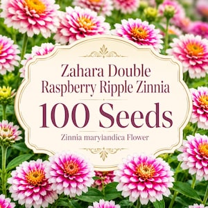 Zahara Double Raspberry Ripple Zinnia | 100 nasion kwiatów Zinnia marylandica