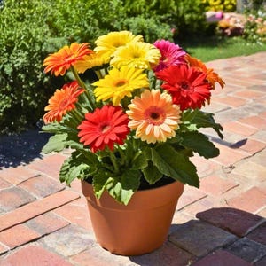 May include: A terracotta pot filled with vibrant gerbera daisies in shades of red, orange, yellow, and pink. The flowers are in full bloom, surrounded by green leaves. The pot sits on a brick patio, with greenery in the background.