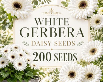 White Gerbera Daisy Seeds, 200 Count, Elegant Cut Flowers, Container Garden Blooms