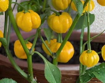 10 Jamaican Yellow Scotch Bonnet Pepper Seeds Untreated Fresh Capsicum chinense Heirloom Pepper