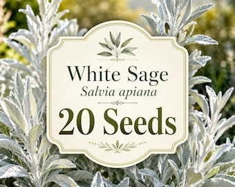 Semillas de salvia blanca / Salvia apiana / Arbusto nativo resistente a la sequía